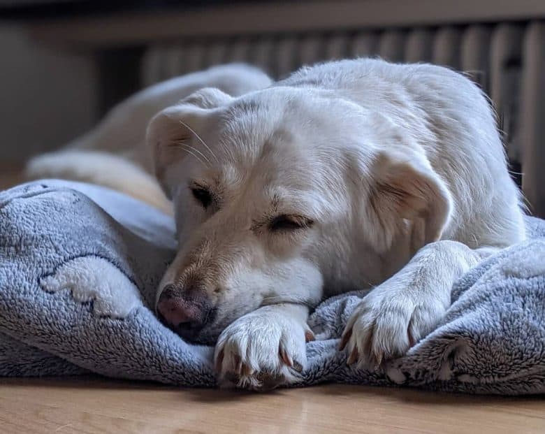 Cane malato a causa di infezione da Ehrlichia