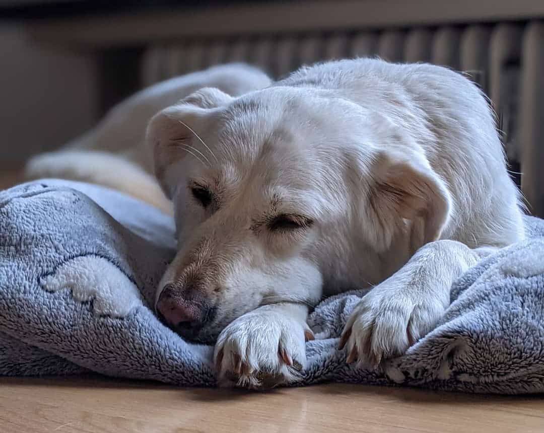 Why is My Dog Dry Heaving and How to Stop It K9 