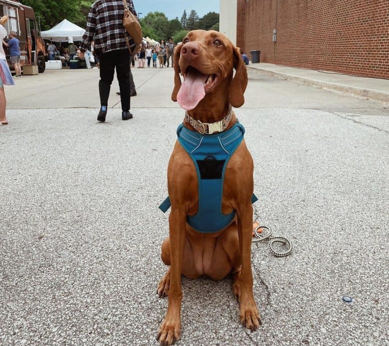 Vizsla dog sitting on the walkway