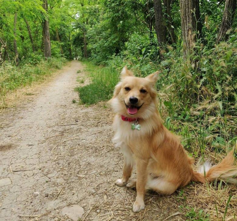 Volpino Italiano resting from a walk
