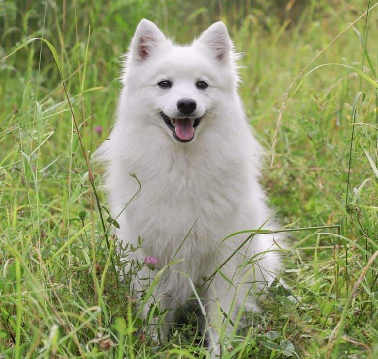 White Japanese Spitz sitting on the bushes