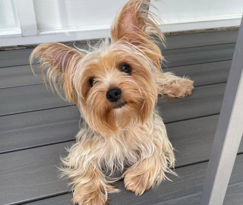 Yorkshire Terrier lying on the deck