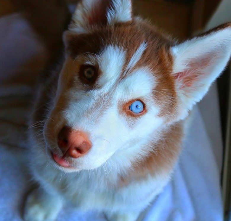 3 months old Siberian Husky