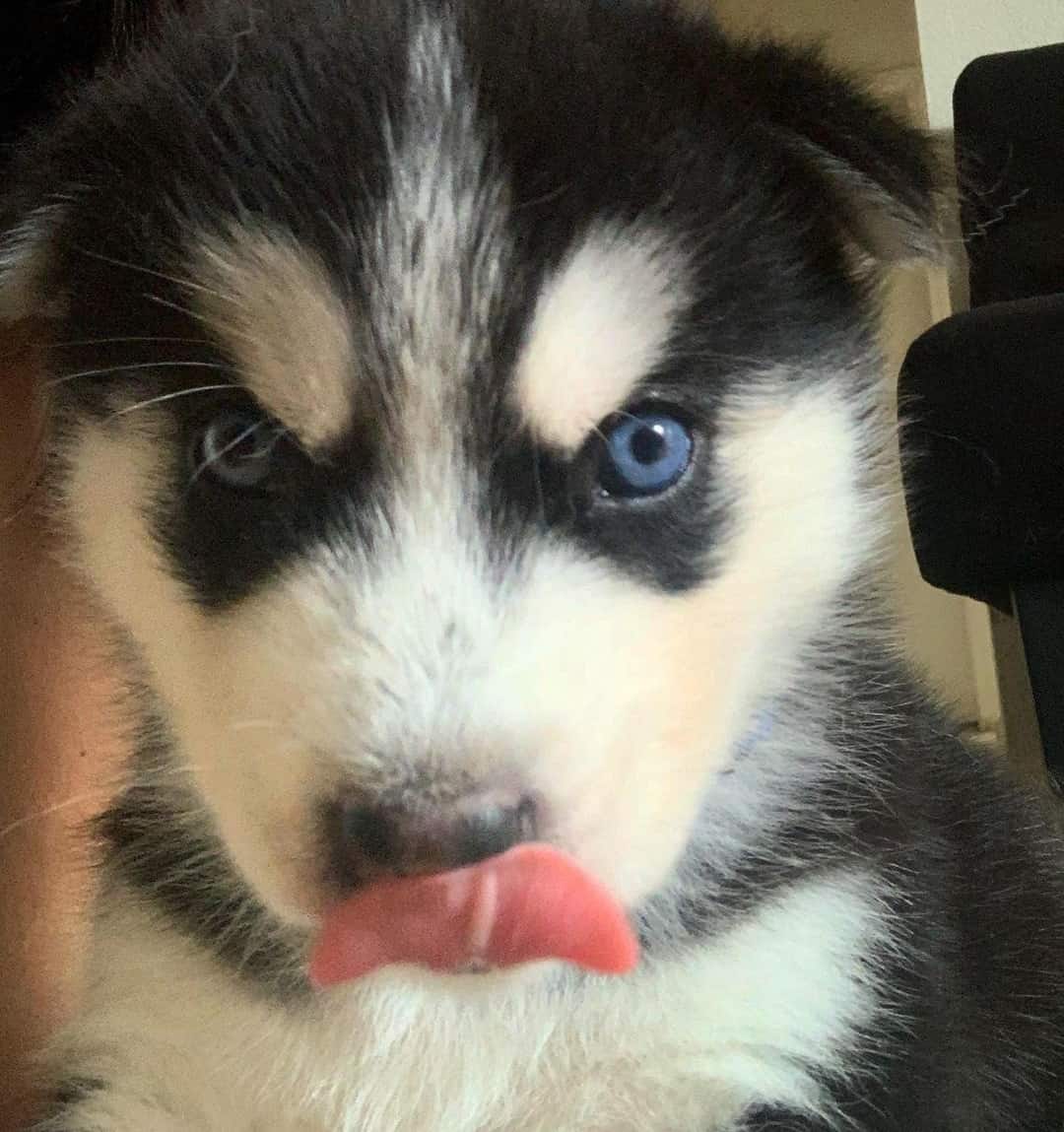 Siberian Husky Growth and Weight Chart (Male & Female) The Complete