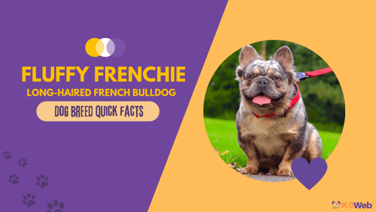 Fluffy Frenchie Dog Breed: Is a Fluffy French Bulldog Rare? - K9 Web