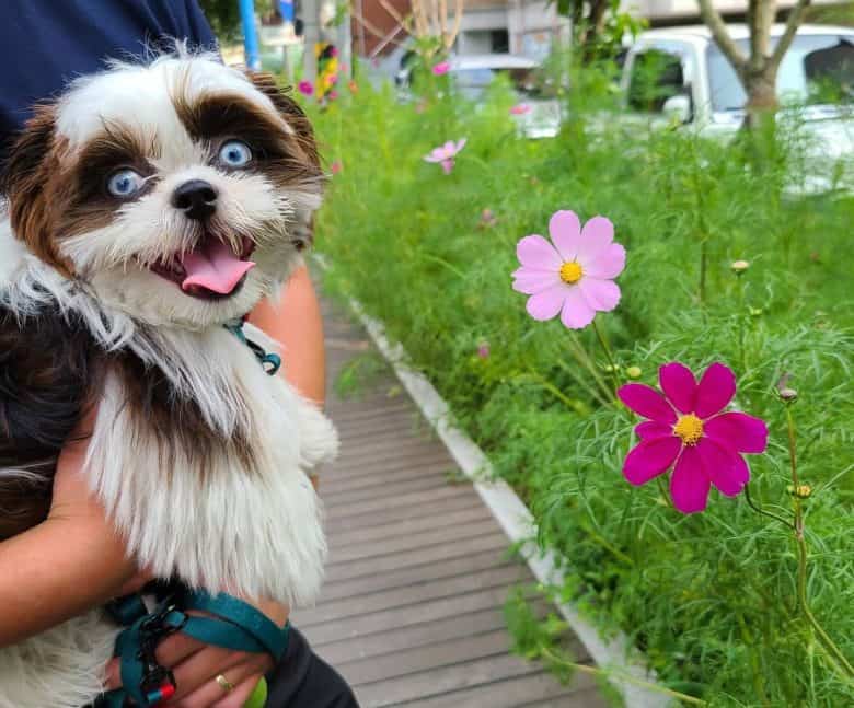 Adorable Shih Tzu with blue wide eyes
