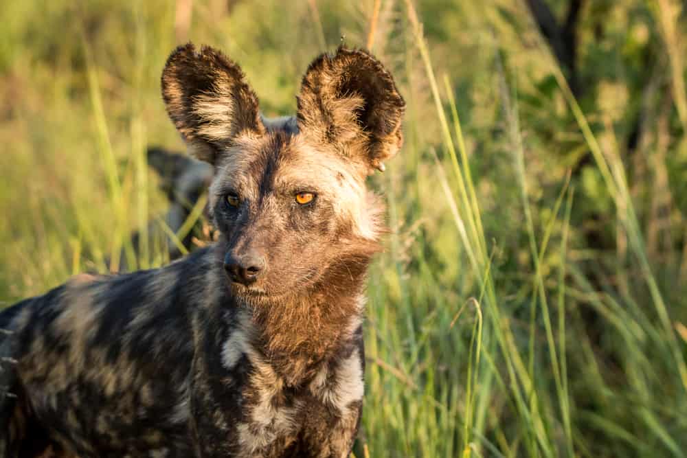 An African wild dog in the wild
