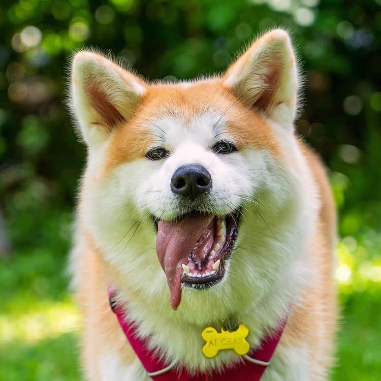 An Akita Inu smiling with its tongue out