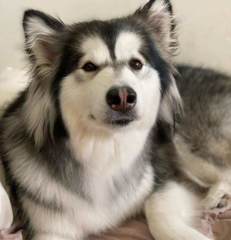 Alaskan Malamute portrait