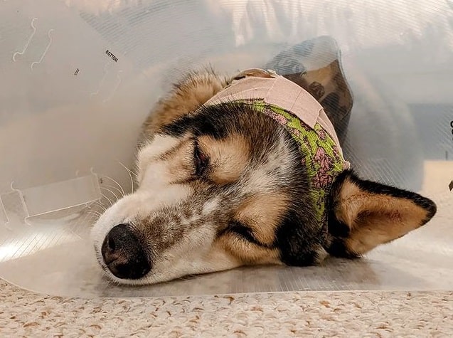 An Alaskan Malamute dog wearing a dog cone collar while sleeping