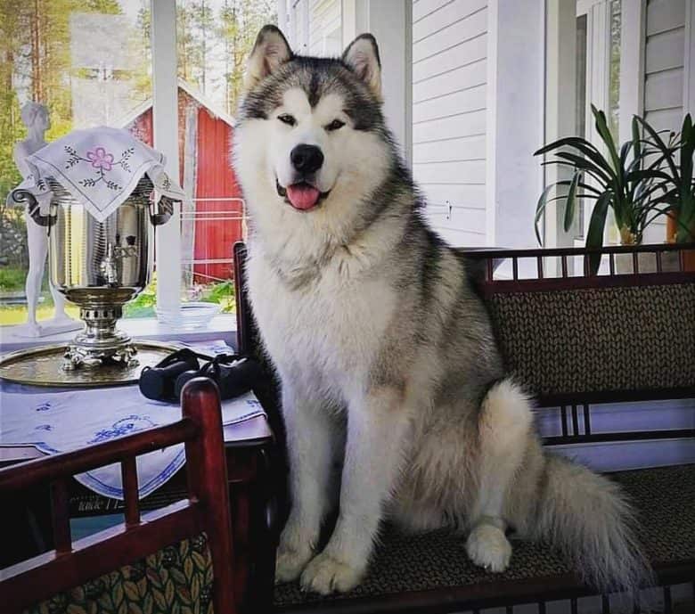 Alaskan Malamute sitting on the sofa