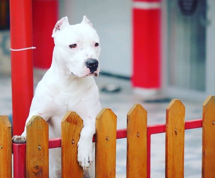 An Albino Pitbull standing next to a fence