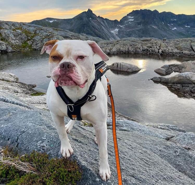 An American Bulldog standing on a rocky mountain
