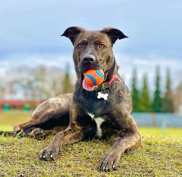 An American Pitbull Terrier dog lying on the grass with its toy ball between its teeth
