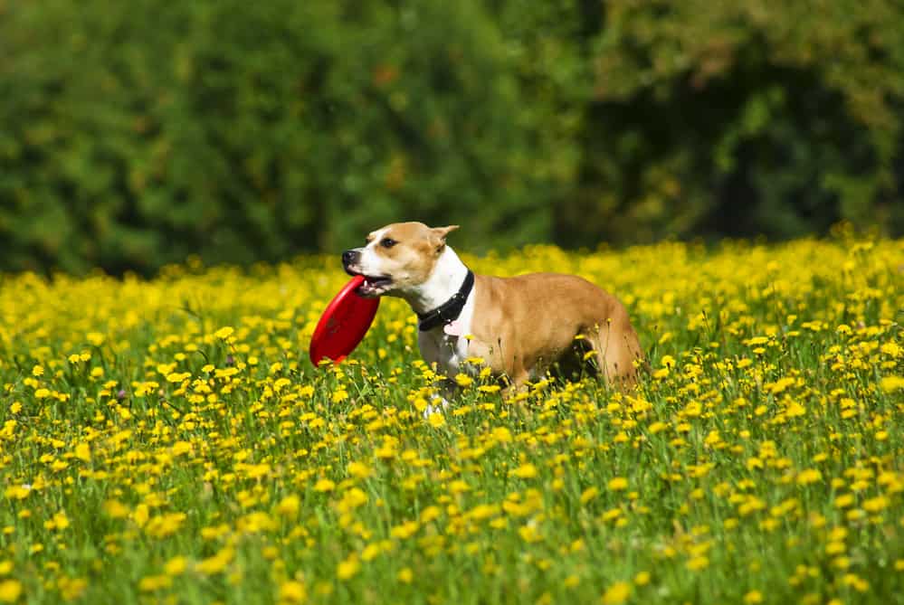 A white-and-tan American Staffordshire Terrier dog playing with a red frisbee on a yellow flower field