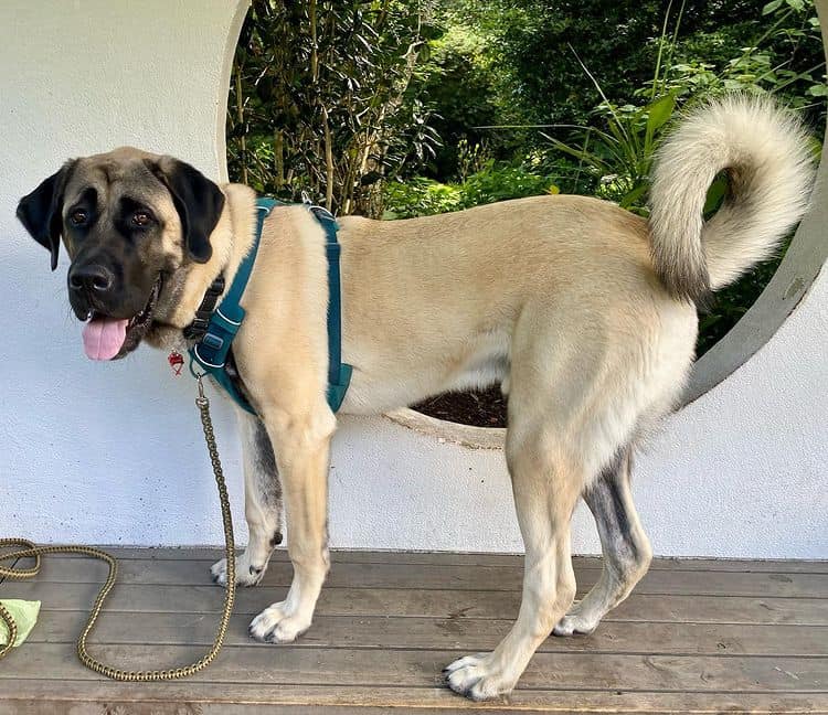 An Anatolian Shepherd standing