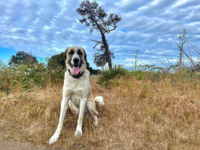 An Anatolian Shepherd standing on dried grass