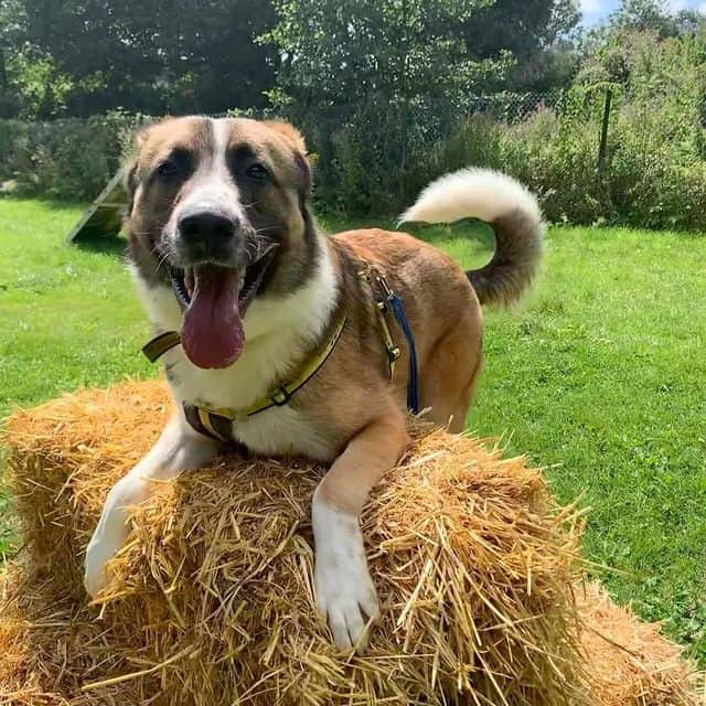 An Anatolian Shepherd, lying on a haystack, smiling