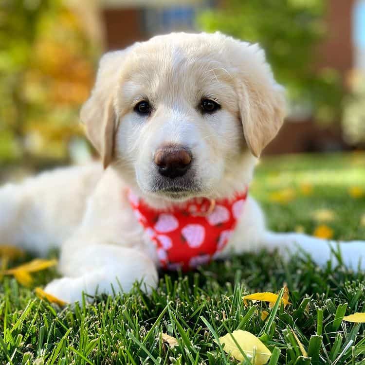 A little Anatolian Shepherd Puppy lying on the ground