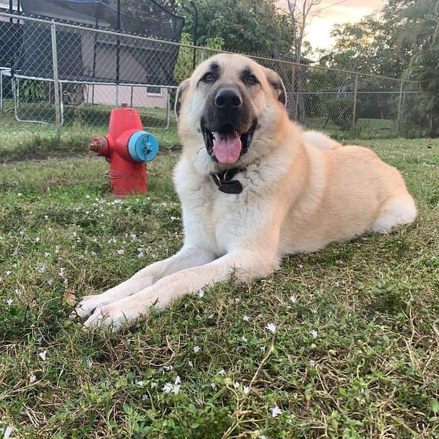 An Anatolian Shepherd lying on the grass, smiling