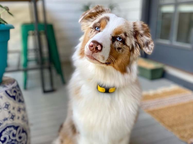 Australian Shepherd being curious