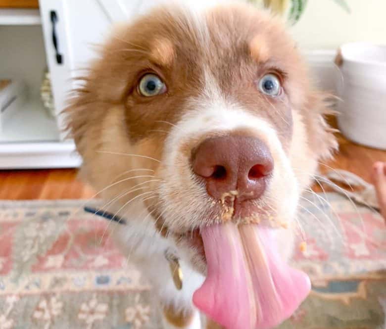 Australian Shepherd eating peanut butter