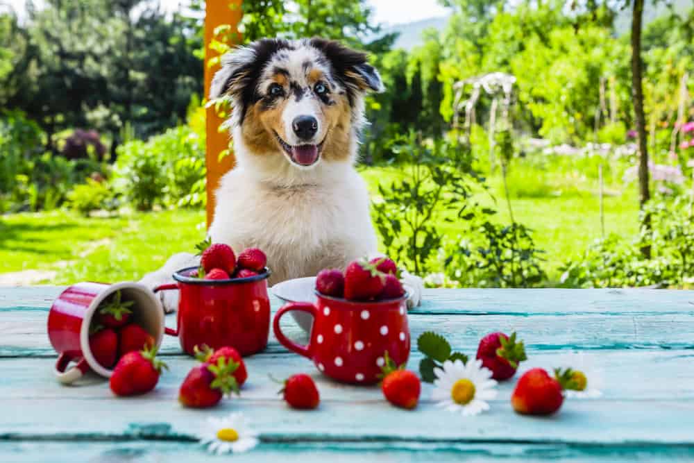 Can Strawberries Make Dogs Sick
