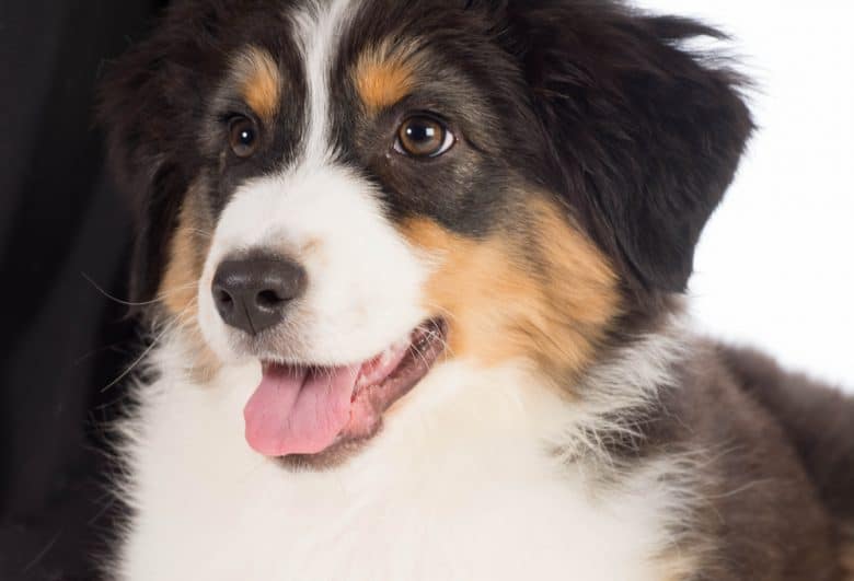 Australian shepherd portrait