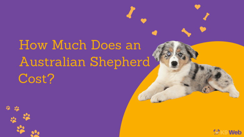 Australian Shepherd Price Guide