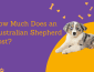 The Overall Australian Shepherd Price is Revealed: How Much should you pay for a Australia Shepherd Dog?