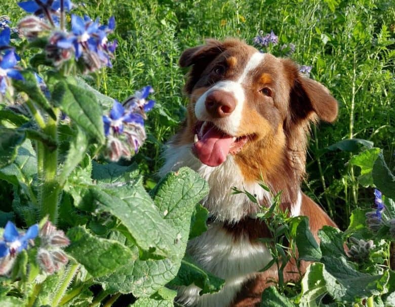 Australian Shepherd selfie in the garden