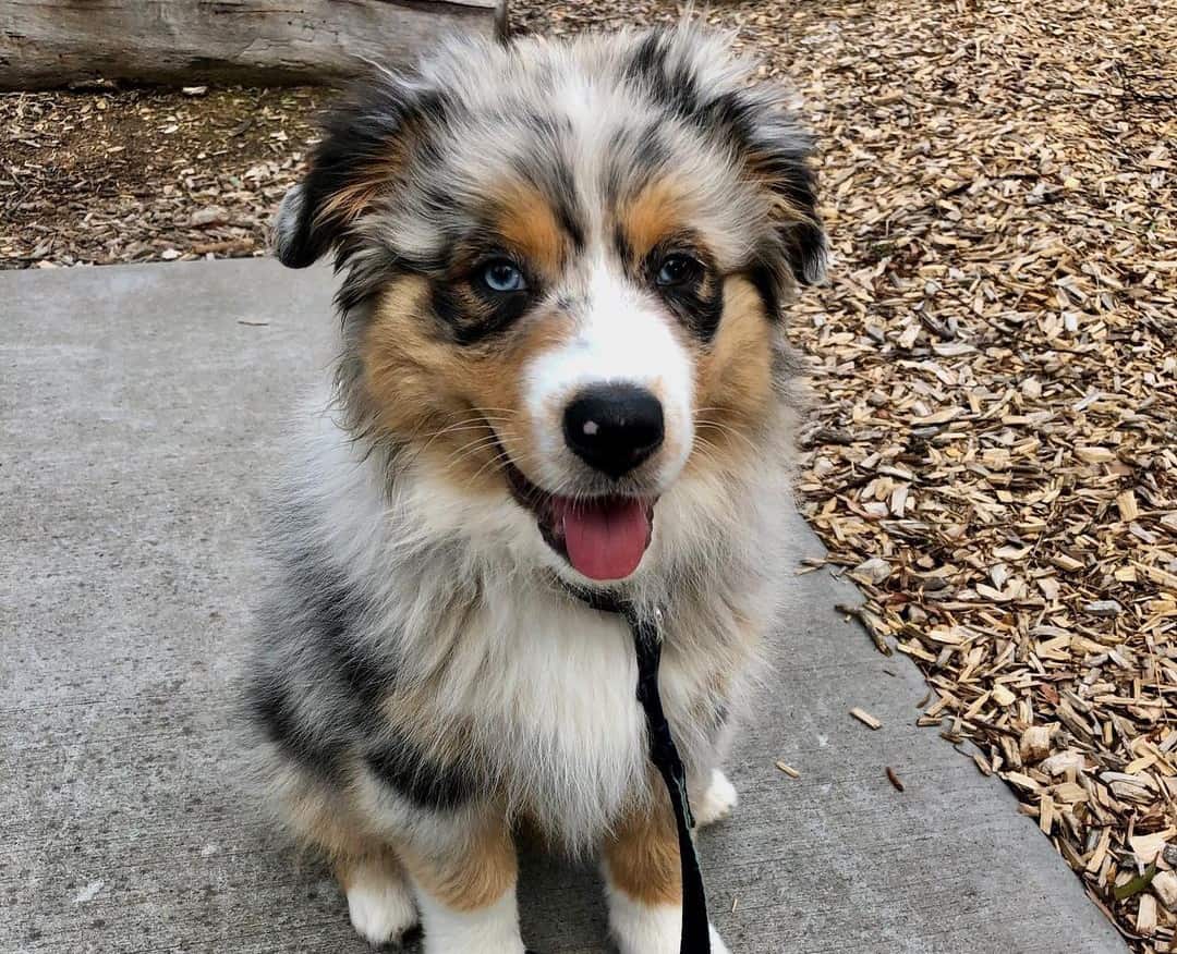 Australian Shepherd Price How Much is an Aussie Puppy? K9 Web