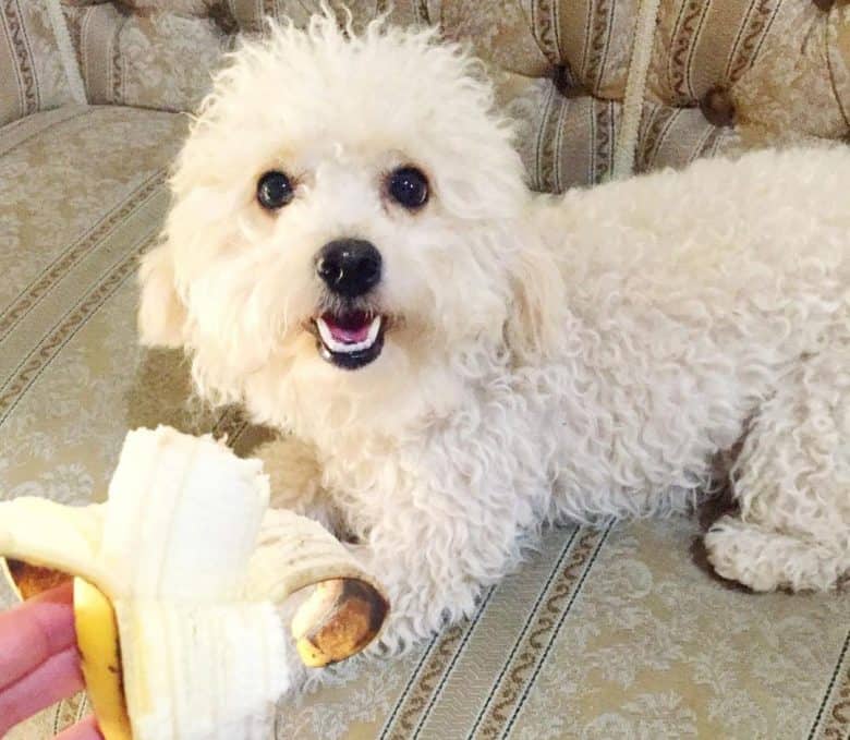 White dog loves banana