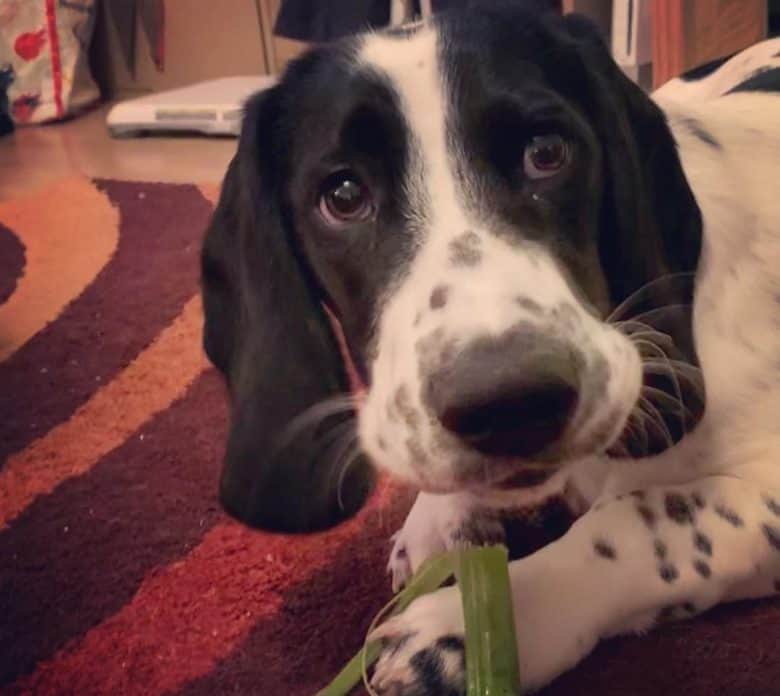 Basset Hound loves to chew celery