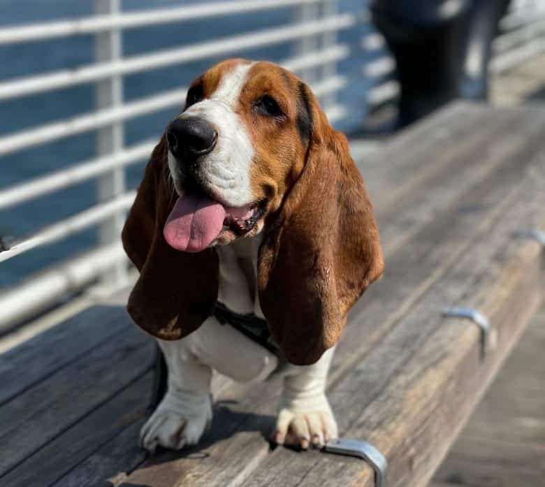 Basset Hound on top of the wooden bench