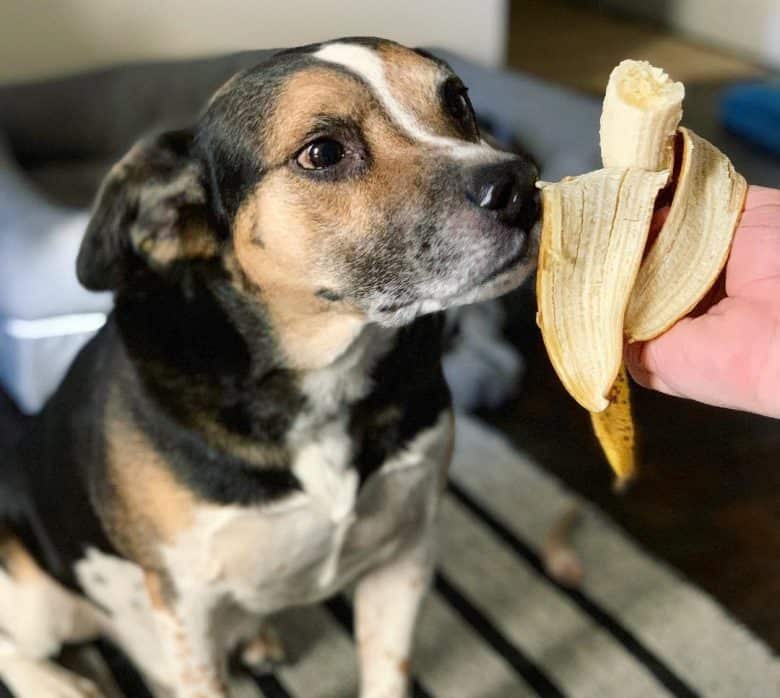 Beagle mix eating banana