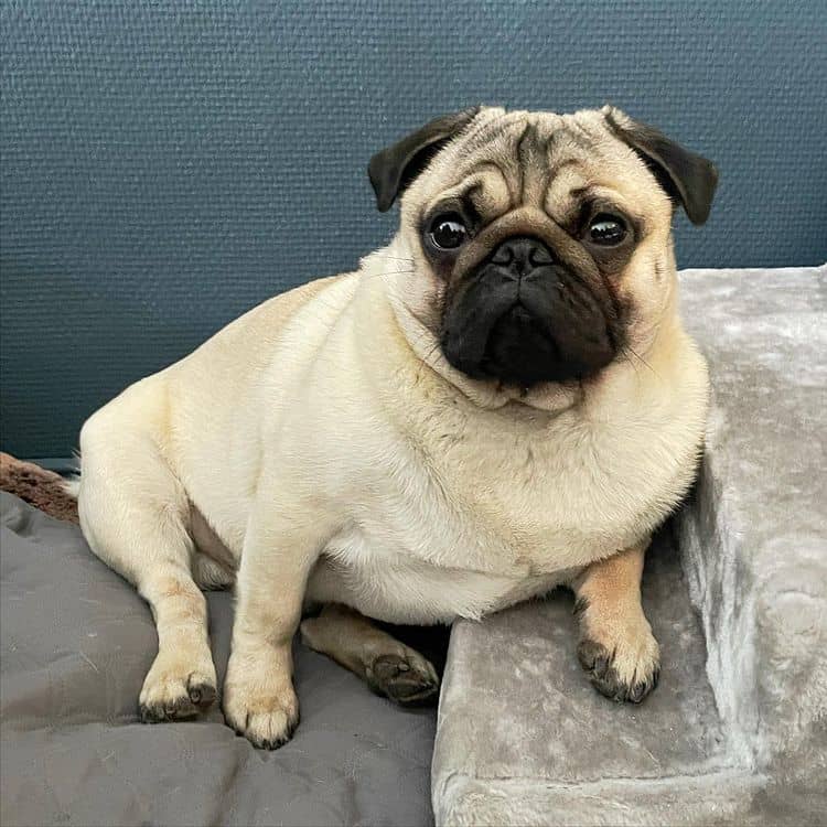 A pug sitting down