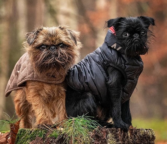 A belge and a black Brussels Griffons standing on wood