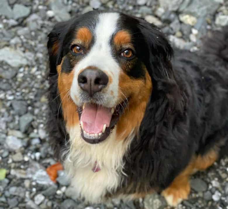 Bernese Mountain dog portrait