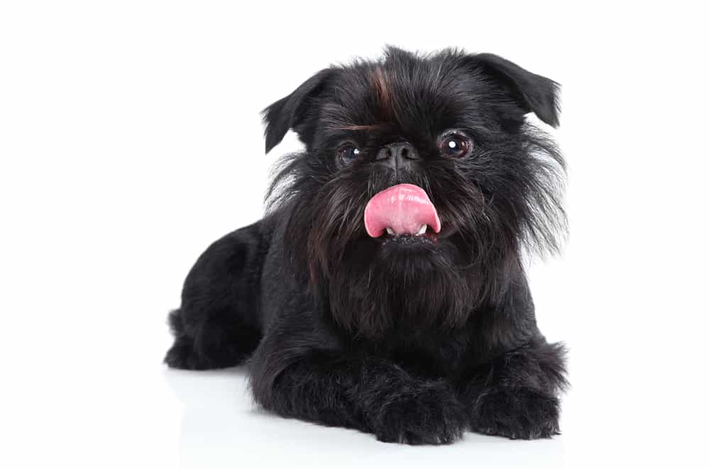 Black Brussels Griffon lying down and sticking its tongue