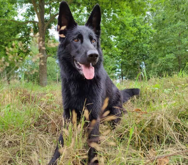 Black German Shepherd sitting on the bushes