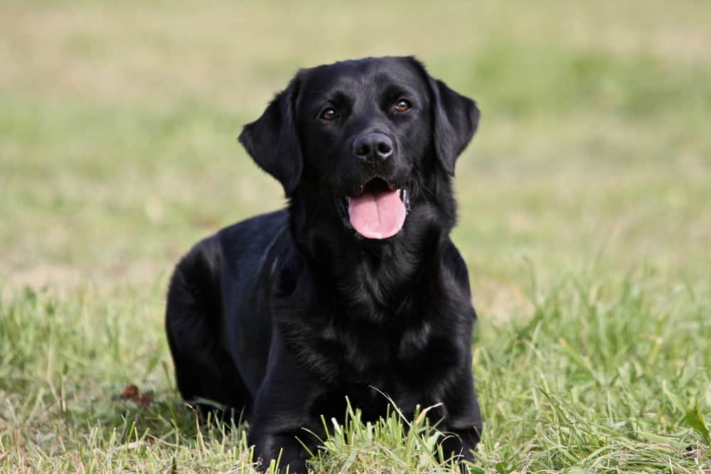 A black Labrador Retriever dog lying on the grass, sticking its tongue out
