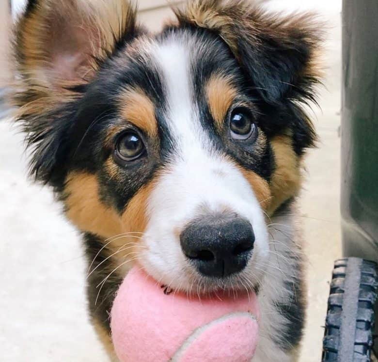 Black tricolor Australian Shepherd playing a ball