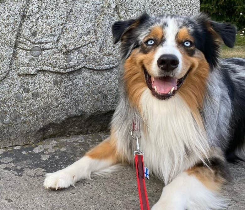 Blue-eyed Australian Shepherd portrait