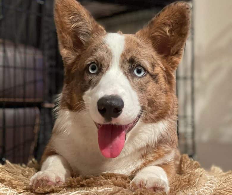 Blue-eyed Cardigan Corgi