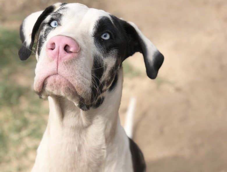 Blue-eyed Great Dane dog looking up