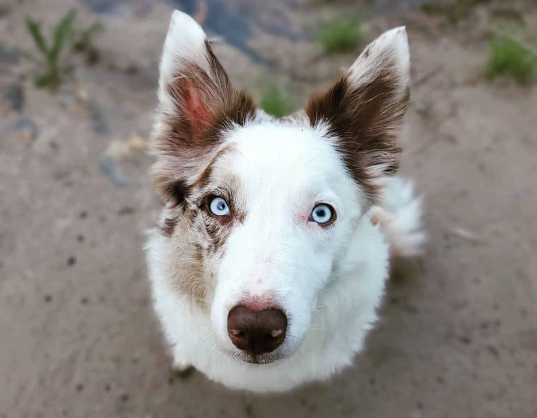 Portrait of a blue-eyed border collie