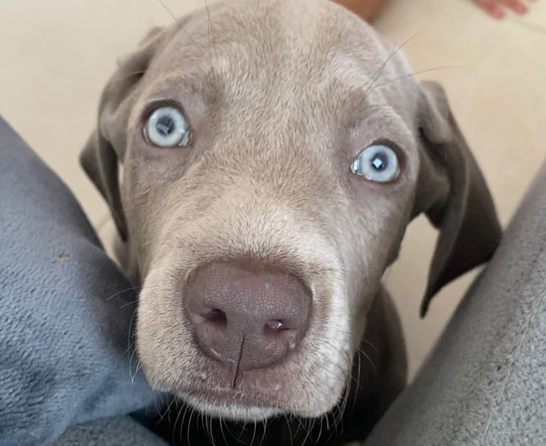 Blue-eyed Weimaraner dog