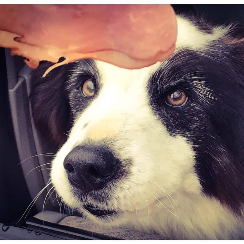 Border Collie looking at the ham