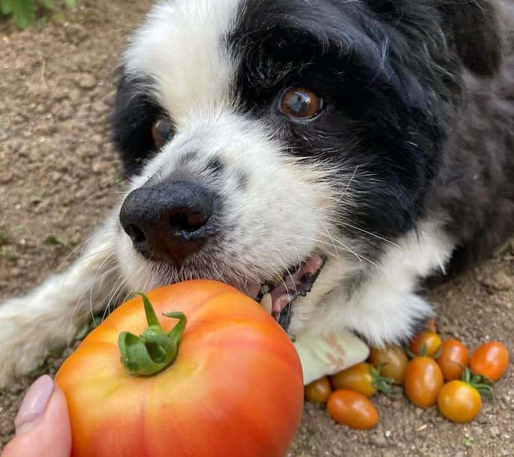 Border Collie loves to eat raw tomatoes